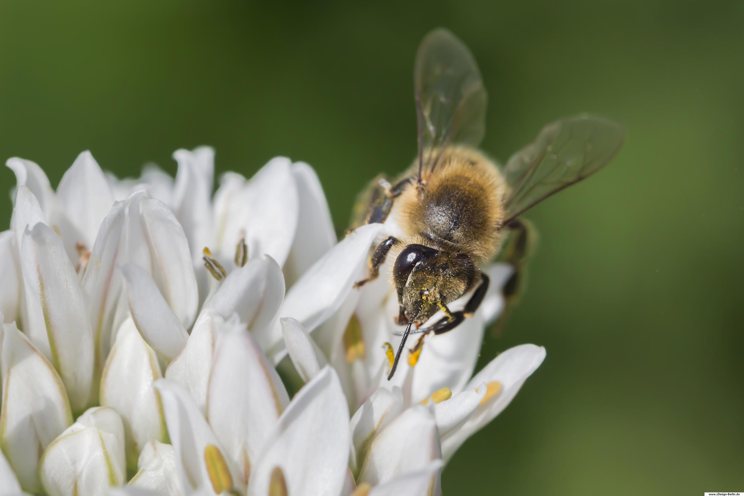 Fliegende Objekte einzufangen ist nicht leicht und es erfordert ein wenig Geduld. Bienen sind unermüdlich, wenn sie ihren Nektar sammeln. Im Vordergrund dieses Bildes ist eine weiße Blüte deren Blütenstaub deutlich erkennbar wird. Auf dieser sitzt ein fleißiges Bienchen, welches den Blütenstaub sammelt. Sein Rüssel ist ausgefahren. Jedes einzelne Haar ist auf ihr zu sehen und ihre Flügel aufgestellt, zum Abflug bereit. Auf dem rechten Flügel sind ihre Adern zu sehen. Durch das Bukeh des Makroobjektives ist die Wiese zu einer grünen Fläche geworden, wobei das grün in mehreren Tönen schimmert. Der Maler hätte es nicht besser malen können.