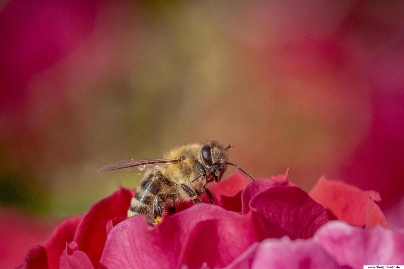 Dieses Bild hat etwas Elfengleiches. Im Vordergrund ist nur die Spitze der Blüte zu sehen. Sie trägt die Farben rosa, rot in sich. Auf ihr sitzt eine Biene, ruht sich aus. Am linken hinterem Bein hat sich Blütenstaub gesammelt. Ihr linker Flügel ist gesenkt. Ihre Fühler sind entspannt. Es sieht fast so aus als würde sie schlafen. Der Hintergrund des Bildes erscheint mittig grün bis gelb und zu den Ecken hin spiegelt sich die Farbe der Blüte wider.