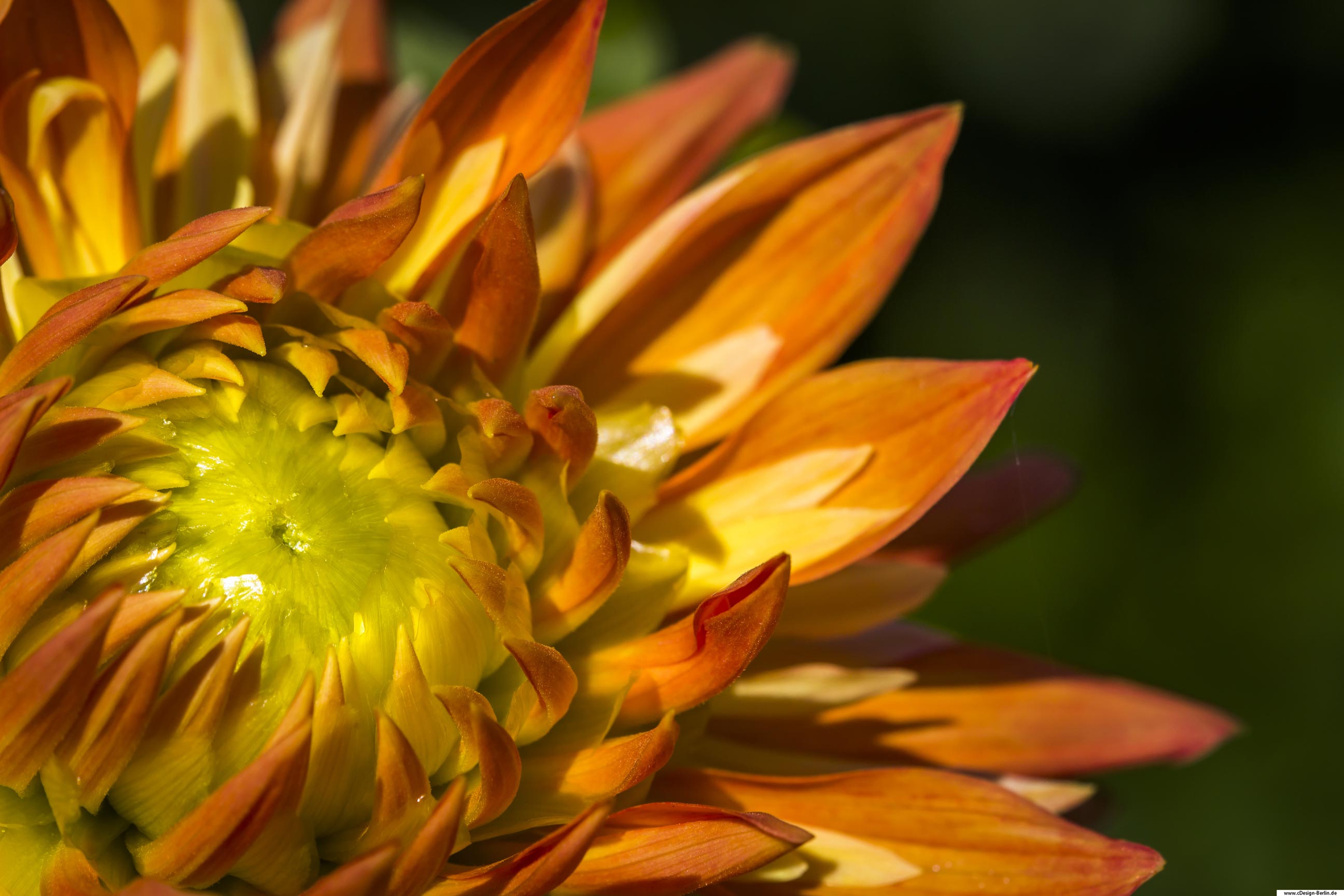 Schließe deine Augen und nehme den Duft des Blütenzaubers wahr. Auf diesem Bild ist man versucht die Blüte in den Händen zu halten und mit dem Gesicht einzutauchen. Sie leuchtet orange, übertrifft die Sonne mit ihrer Schönheit. Das Innere der Blüte gleicht einer Artischocke, fest umschlossen von kleinen Blüten die den inneren  gelben Kern festhalten. Nach hinten hinaus ist die Blüte geöffnet. Auf dem Bild ist sie nur dreiviertel zu sehen, befindet sich im goldenen Schnitt. Der Hintergrund im Bukeh, grün.