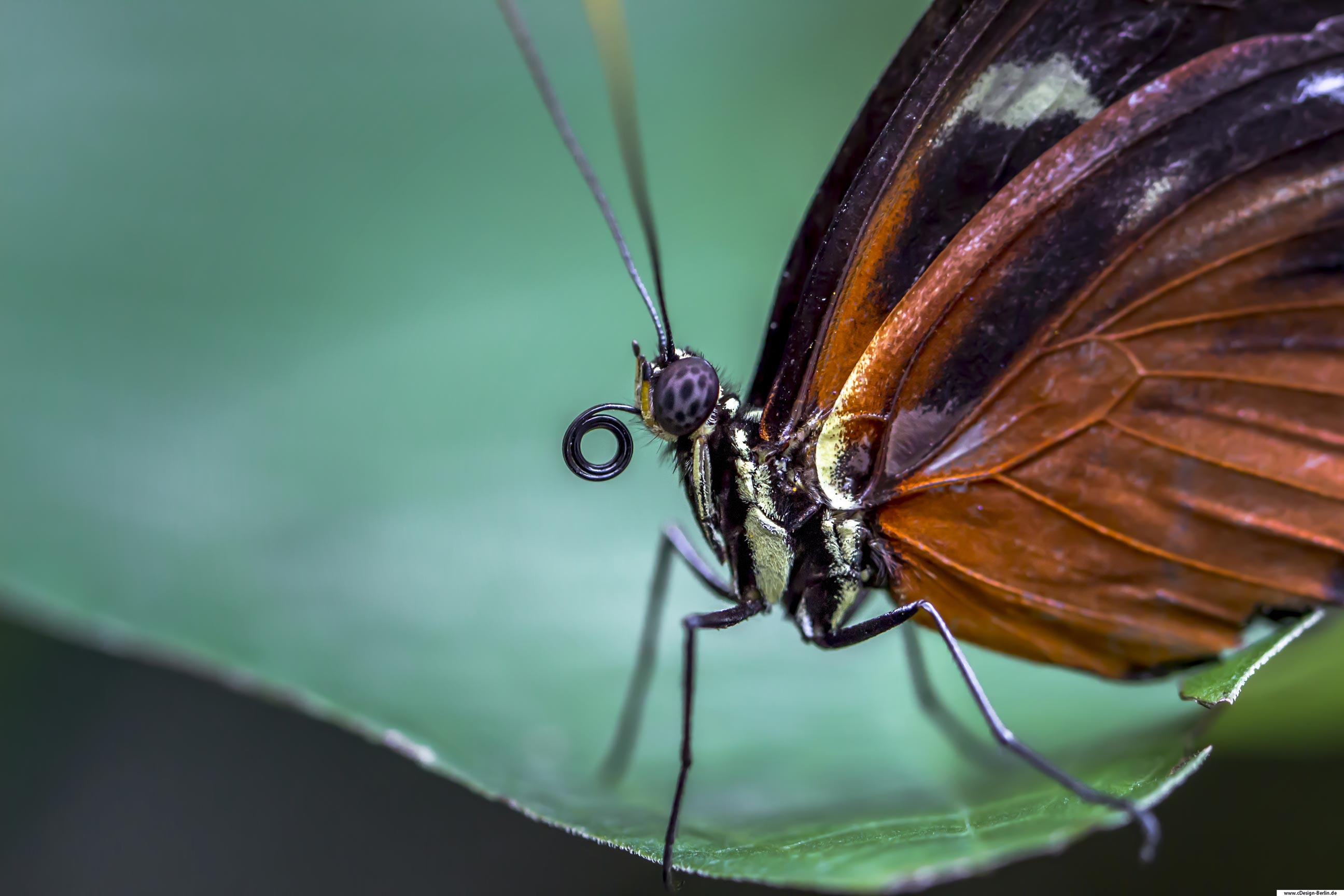 Schmetterlinge stehen für die Freiheit und Schönheit des Menschen. Hier sitzt ein Schmetterling auf einem grünen Blatt, wobei nur die vordere Spitze des Blattes klar zum Vorschein kommt. Der hintere Teil ist verschwommen. Der Rüssel des Schmetterlings ist deutlich erkennbar und eingerollt wie bei einer Lakritzschnecke. Seine Augen ähneln dem Muster eines Leoparden. Seine Flügel sind aufgestellt, lassen sich von der Sonne verwöhnen. Der vordere Flügel macht jede Ader sichtbar. Der Körper mit seinen feinen Haaren scheint von Blütenstaub bedeckt zu sein. Bei diesem Schmetterling handelt es sich um ein Pfauenauge, welches am hinteren Flügel leicht erkennbar wird.
