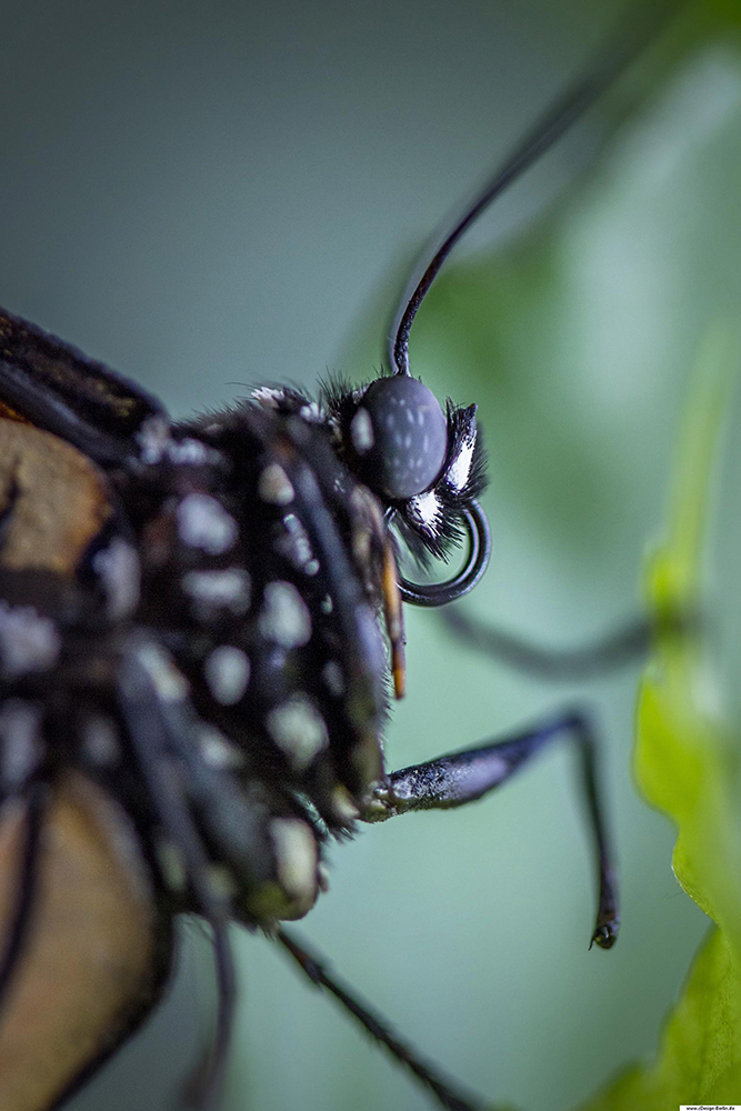 Manchmal möchte man die Natur hautnah spüren oder berühren, ganz tief in diese eintauchen. Deshalb liebe ich die Makrofotografie, da sie mir dieses Gefühl gibt eins mit der Natuir zu sein. Auf diesem Foto ist ein Schmetterlingskopf abgebildet. Die Augen, die feinen Härchen, sowie den Rüssel erkennt man Detailgetreu. Hingegen sind seine Beinchen, der Körper und der Hintergrund verschwommen. Seine Flügel sind nicht abgebildet.
