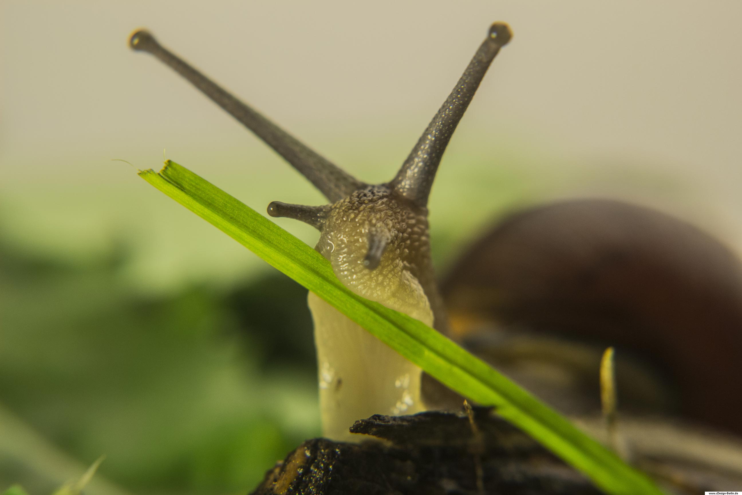 Liebe Schnecke komm heraus aus deinem Schneckenhaus. Vorsichtig schiebt sie sich aus ihrer Behausung, nähert sich einem Grashalm, macht sich vertraut mit dem Objekt ihrer Begierde. Ihre Fühler weisen ihr den Weg, ihre Augen aufgerichtet, zum Fressen bereit. Ihr Schneckenhaus ist unscharf zu sehen, aber dafür sind die Strukturen von Kopf und Fuß sehr klar zu erkennen. Im Vordergrund der Grashalm, der eher mächtig erscheint. Der Hintergrund wieder im Bukeh, mit verschiedenen Grüntönen, nach oben hin schon fast weißlich.