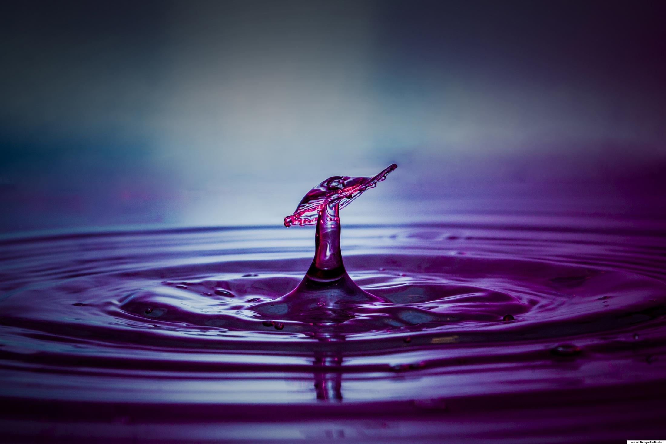 Wenn ein Regentropfen in die Pfütze fällt nimmt man ihn nur als Tropfen wahr, aber was passiert wenn man diesen auf einem Foto festhält. Ein Tropfen fällt ins Wasser- es entsteht eine Wassersäule. Auf diesem Foto sieht man einen Wassertropfen der mit einer entstandenen Wassersäule kolidiert. Die Kunst dabei ist es auf einer entstandenen Säule noch einen Tropfen fallen zu lassen, allerdings bedarf es einiger Geduld, um genau das Foto zu erreichen, welches sich in meinem Kopf abspielt. Wenn es geschafft ist, entsteht bei dieser Kollision eine Art Pilzkopf- Hut.
Mit Hilfe zwei externer Blitze, roter Folie ist das Wasser leicht rötlich anzusehen. Hinter dem Wasser befindet sich ein weiterer Blitz den ich mit blauer Folie hinterlegt habe. Das Bild hat somit einen schönen Übergang von rot und blau erhalten.
Bei genaurer Betrachtung ist aber der Blauanteil höher, nur im Pilzkopf und in der enstandenen Säule spiegelt sich der Rotton wider.